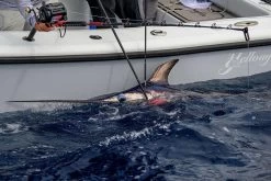 Daiwa Tanacom 1200 Power Assist Electric Reel -Fishing Pro Shop daiwa tanacom 1200 power assist electric reel 74289.1666632311